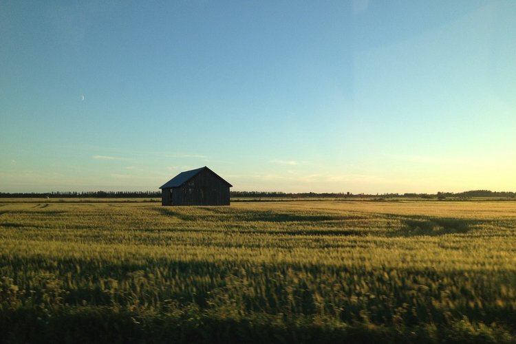 Ilta ja aurinko paistaa matalalta viljapellon yli.